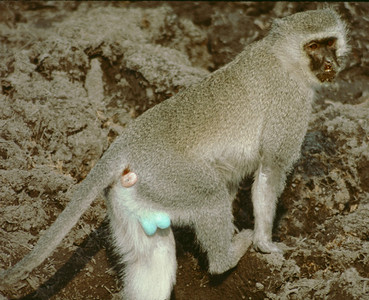 Vervet Monkey