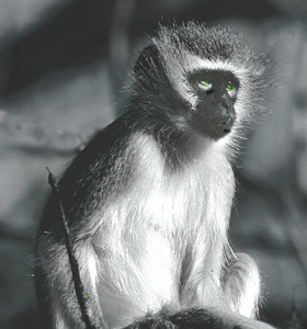 Vervet Monkey