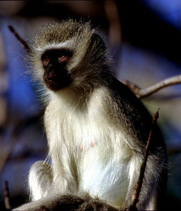 Vervet Monkey