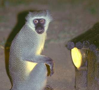 Vervet Monkey