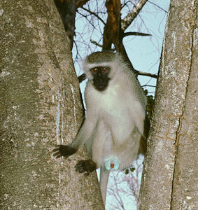Vervet Monkey