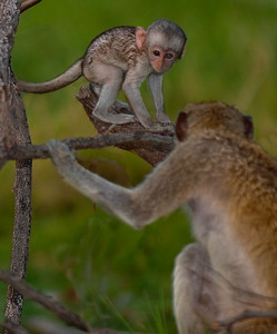 Vervet Monkey Baby