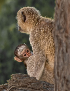 Vervet Monkey Baby
