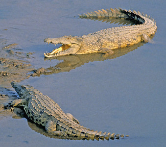 Crocodile