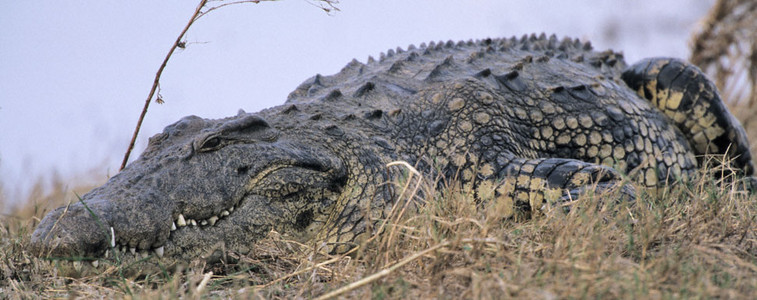 Crocodile