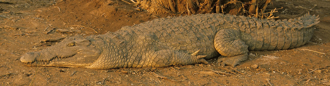 Crocodile