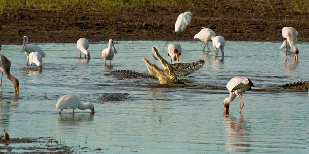 Crocodile Catching Fish
