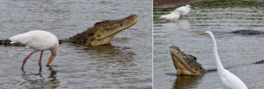 Crocodile with Birds