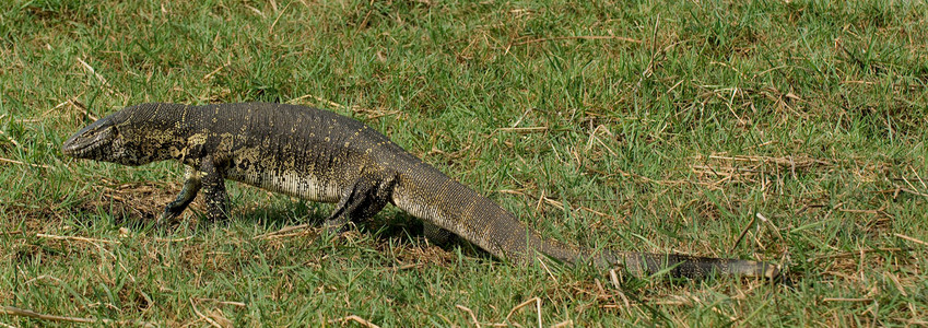 Monitor Lizard-2nd Image