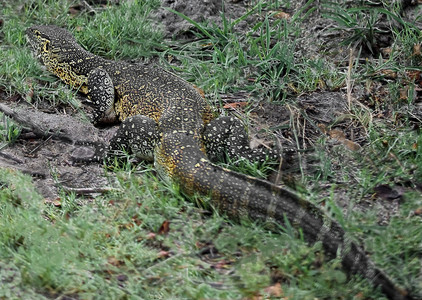 Monitor LIzard - 3rd Image