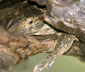 Tree Monitor Lizard