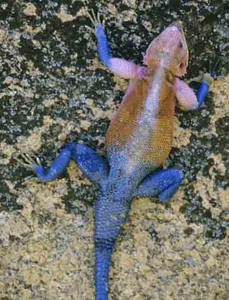 Agami Lizard