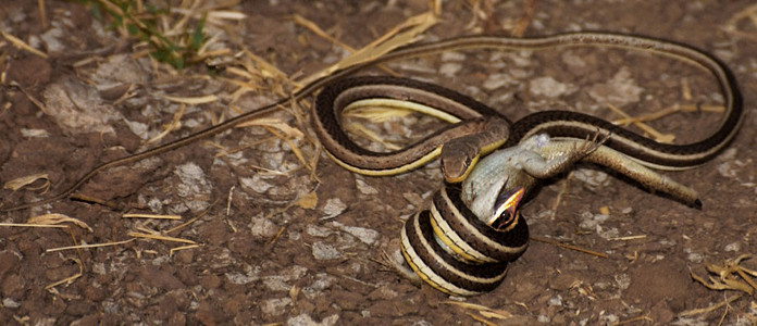 Yellowbellied Sand Snake