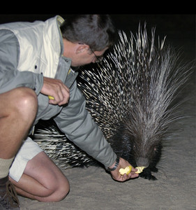 Cape Porcupine