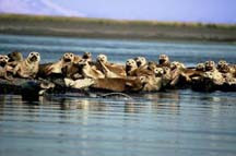 Seals Resting on a Mudspit