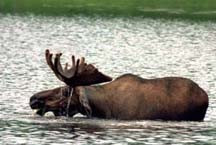 Moose in Pond