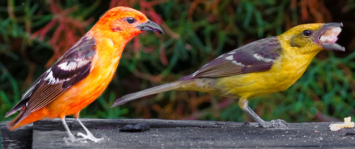 Flame-Colored Tanagers