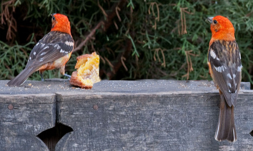 Flame-Colored Tanagers