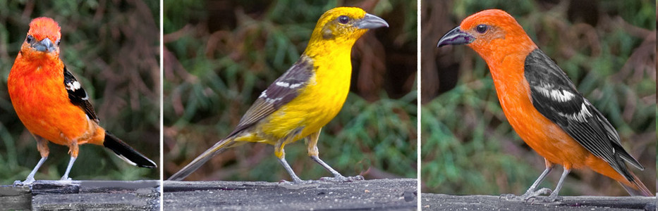 Flame-Colored Tanagers