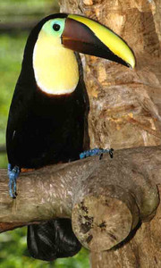 Chestnut Billed Toucan