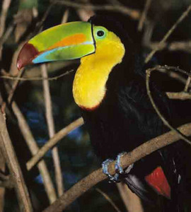 Boat-Billed Toucan