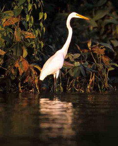 Great White Egret