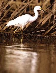 Snowy Egret