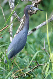 Little Blue Heron