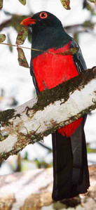 Slatey-Tailed Trogan