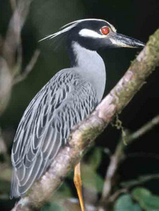 Yellow Crowned Night Heron