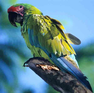 Great Green Macaw