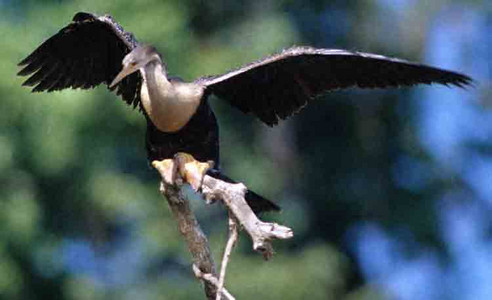 Anhinga