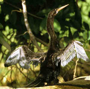 Anhinga