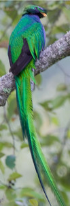 Resplendent Quetzal