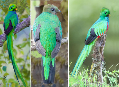 Resplendent Quetzals