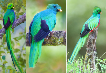 Resplendent Quetzals