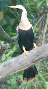 Anhinga (Darter)