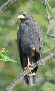 Common Mangrove Black Hawk