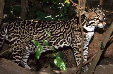 Ocelot