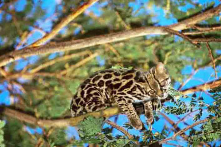 Little Spotted Cat