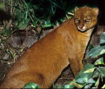 Jaguarundi