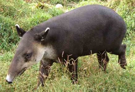 Baird's Tapir