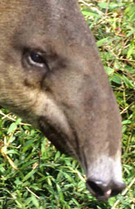 Baird's Tapir