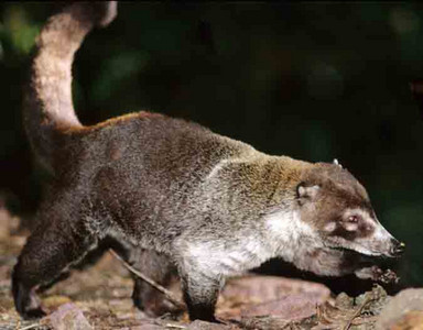 Coati