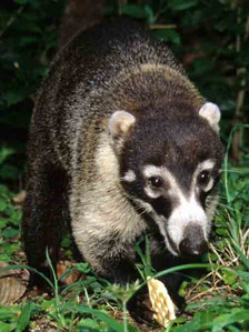 Coati