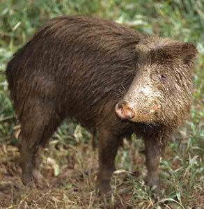 White-Lipped Peccary