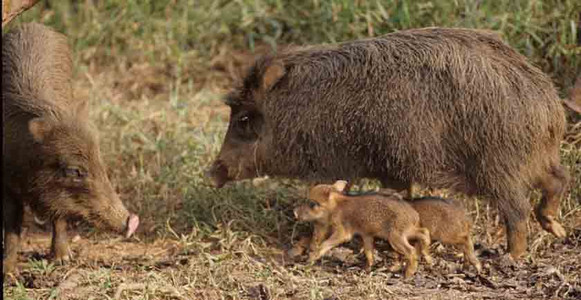 White-Lipped Peccary