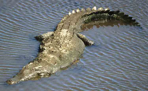 Crocodile