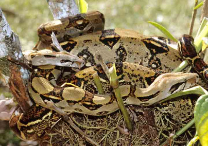 Boa Constrictors