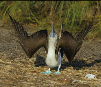 Blue-Footed Booby